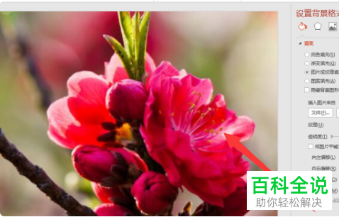 如何在PPT文档中插入图片并铺满幻灯片