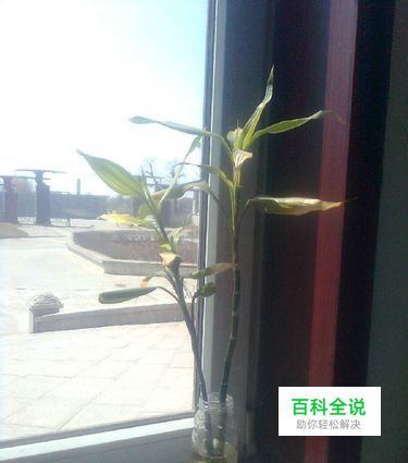 如何自制创意花盆