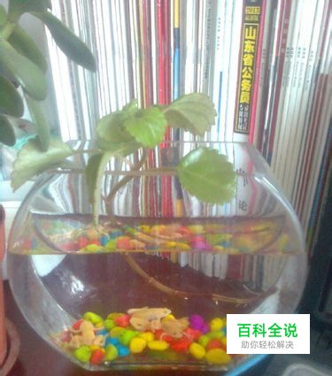 如何自制创意花盆