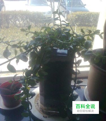 如何自制创意花盆