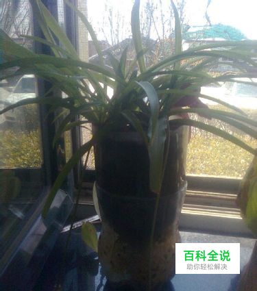 如何自制创意花盆