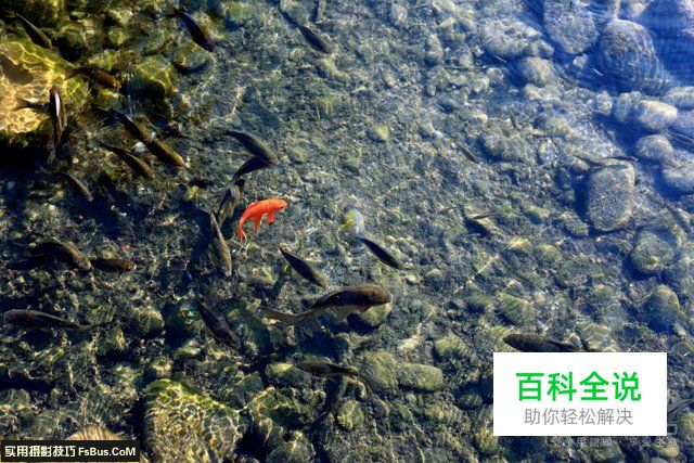 如何掌握拍摄小品题材的诀窍