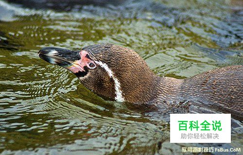 轻松几招 教你拍摄出精美的动物照片