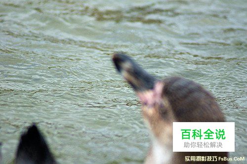轻松几招 教你拍摄出精美的动物照片