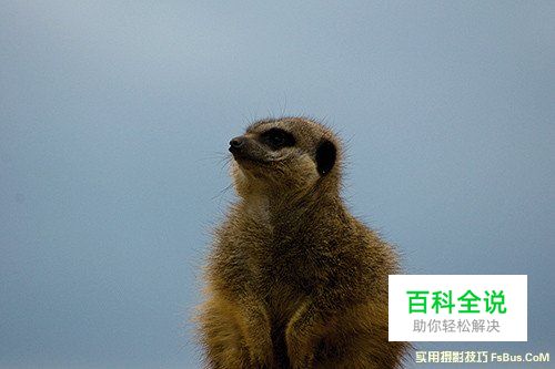 轻松几招 教你拍摄出精美的动物照片