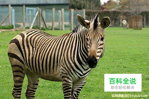 轻松几招 教你拍摄出精美的动物照片