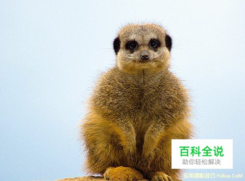 轻松几招 教你拍摄出精美的动物照片