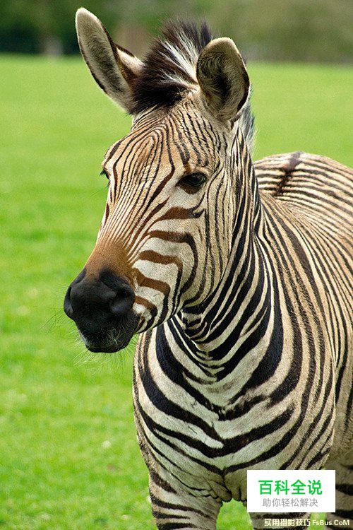 轻松几招 教你拍摄出精美的动物照片