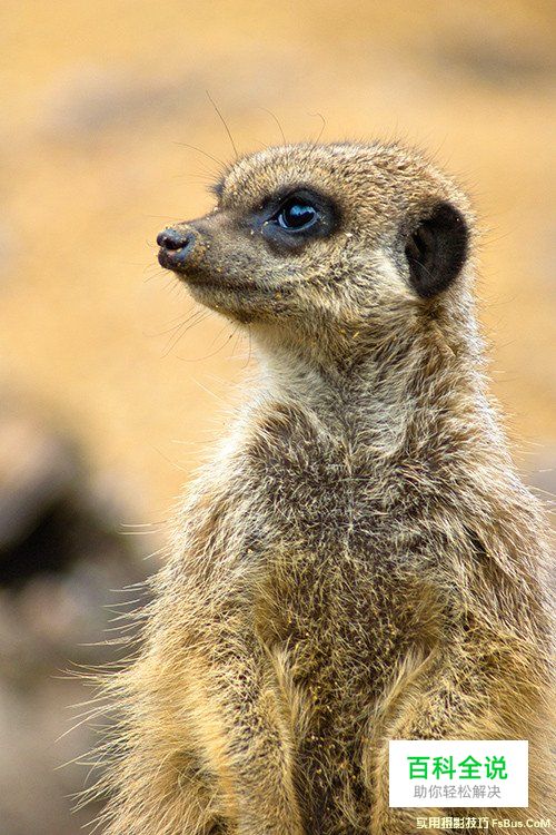 轻松几招 教你拍摄出精美的动物照片