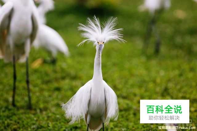 浅谈野生动物摄影拍摄诀窍