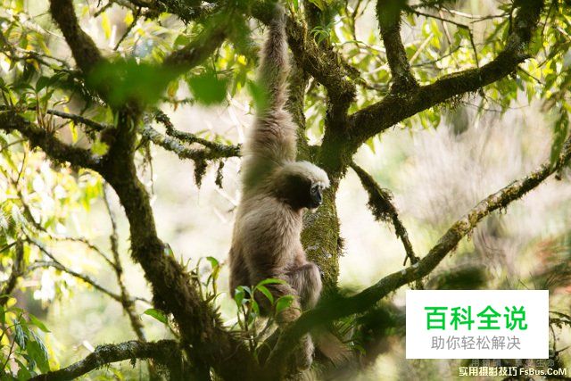 浅谈野生动物摄影拍摄诀窍