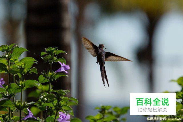 浅谈野生动物摄影拍摄诀窍