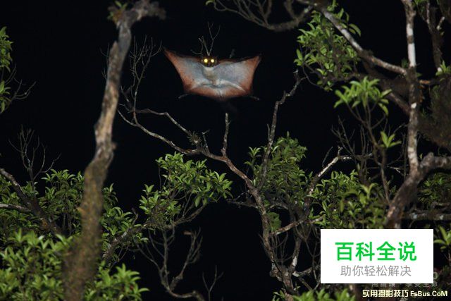 浅谈野生动物摄影拍摄诀窍