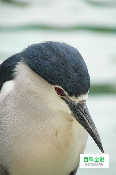 浅析决定景深之四大因素