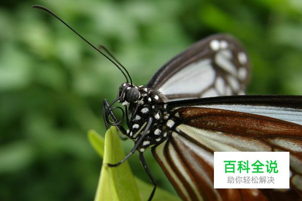 浅析决定景深之四大因素