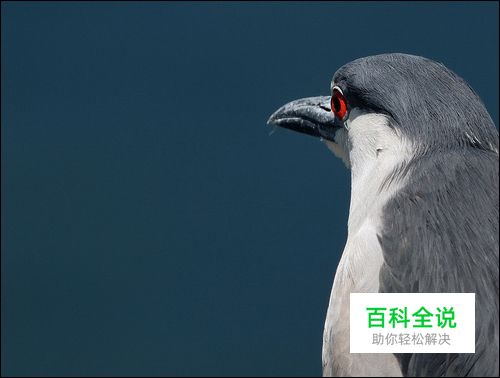 让照片更漂亮的三分构图法