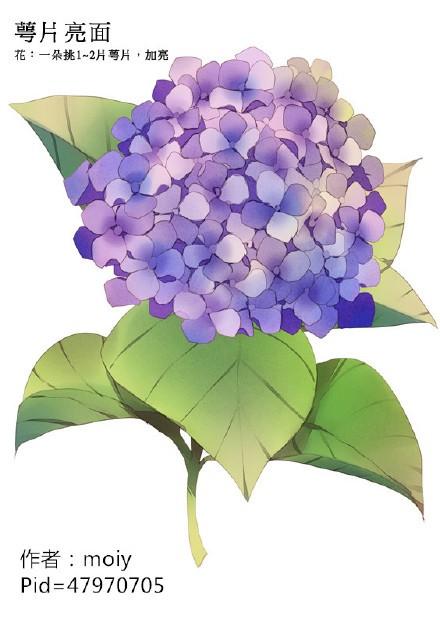 SAI动漫绘师moiy的一组紫阳花练习