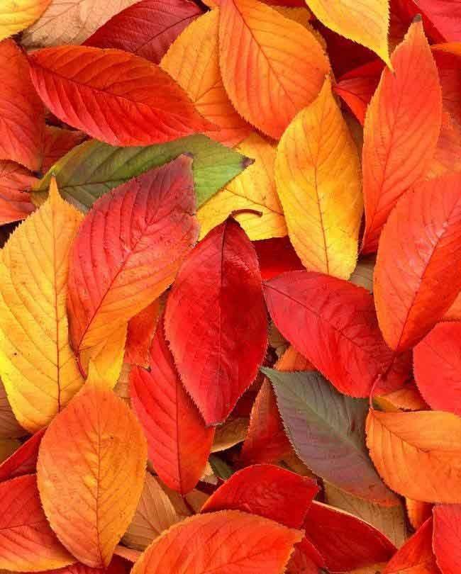 sai怎么添加自己制作的笔刷材质纹理?