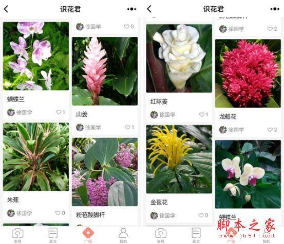 识花君小程序入口在哪里?微信小程序识花君怎么用?