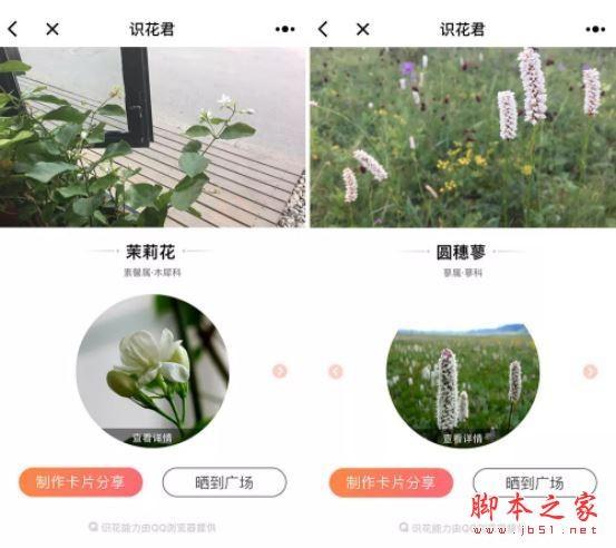 识花君小程序入口在哪里?微信小程序识花君怎么用?