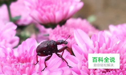 手机摄影旗舰荣耀畅玩7X拍照操作指导#潮机课堂#