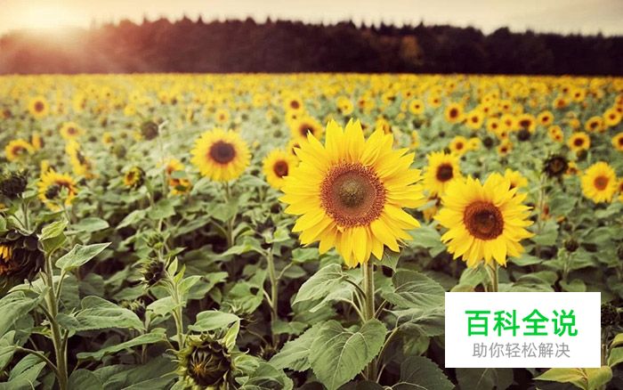 设计师去创业公司注意点