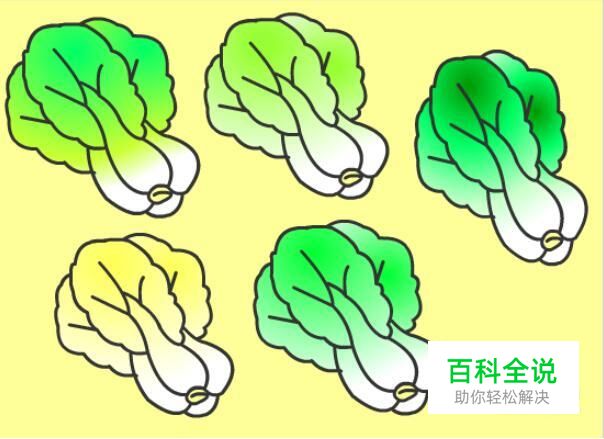 实例讲解Flash中如何绘制大白菜图案