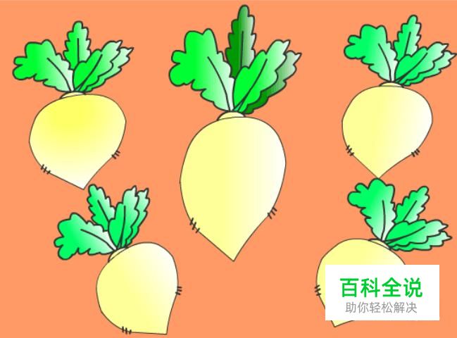 实例讲解Flash如何绘制白萝卜卡通图案