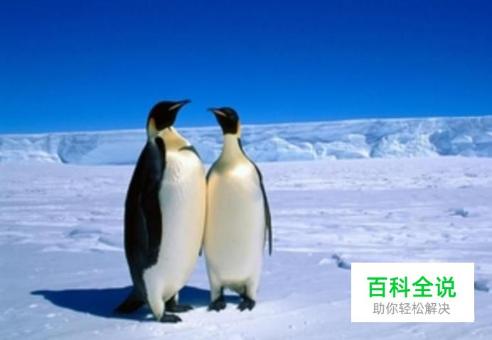 什么样的内容会被企鹅平台判定为违规？