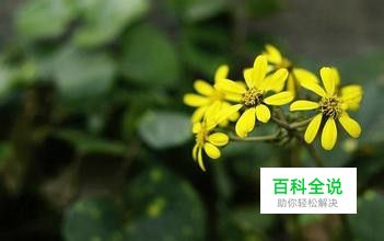 三星手机怎么恢复已删除的照片