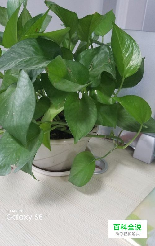 三星s8/s8+怎样拍摄带Galaxy水印的照片