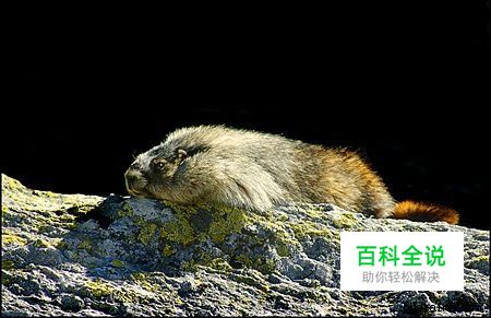 摄影构图与视觉设计要素