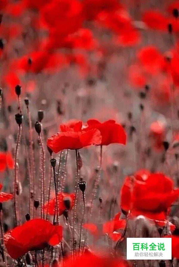 摄影构图一招让你脑洞大开