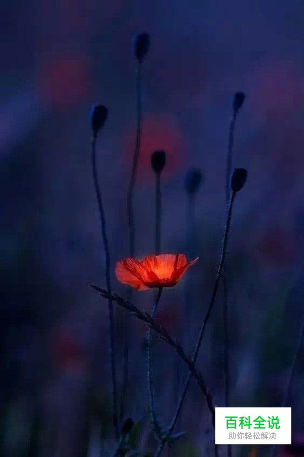 摄影构图一招让你脑洞大开