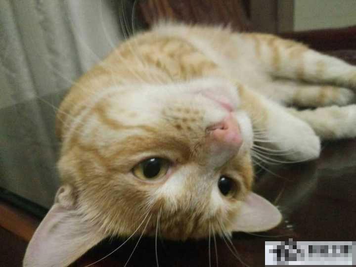 使用snapseed是怎样进行修图？snapseed修图技巧详解