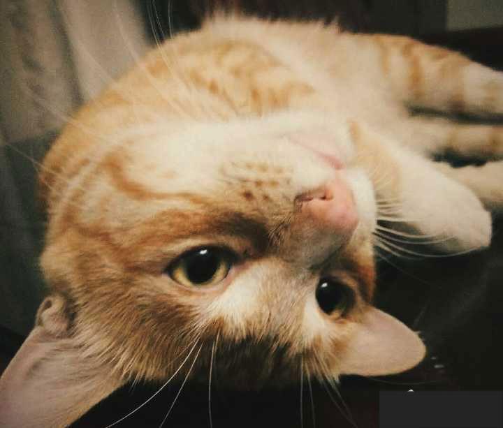 使用snapseed是怎样进行修图？snapseed修图技巧详解