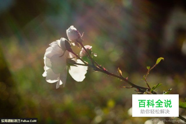 摄影新手使用50mm定焦镜头的5点建议