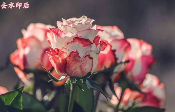 水印照片去除水印（微博怎么去水印保存图片）