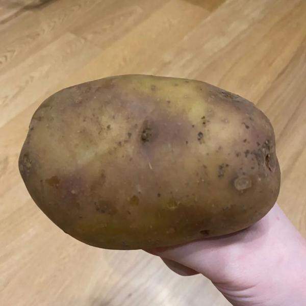 土豆发芽怎么办有什么好的方法（发了芽的土豆怎样处理才能够使用）