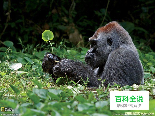 图解瞬间与构图的方法