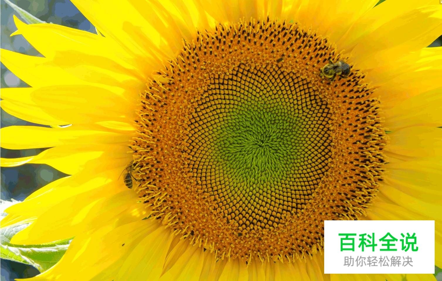 探索几何学设计