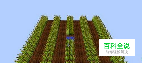 我的世界怎么种小麦