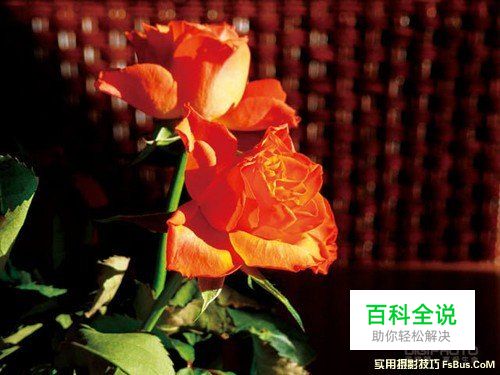 完美运用自然光动人的佳作