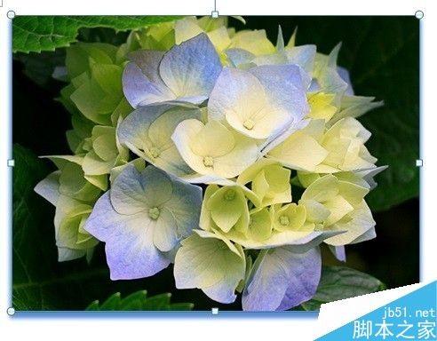 Word如何裁剪照片?word裁剪图片的几种方法介绍