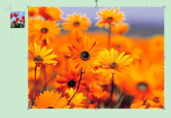 word中怎么让多张图片并排显示?