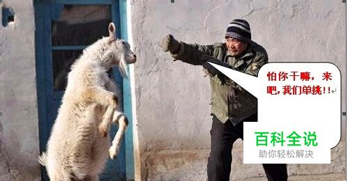 Word基本教程-如何在Word的图片中插入各种标注