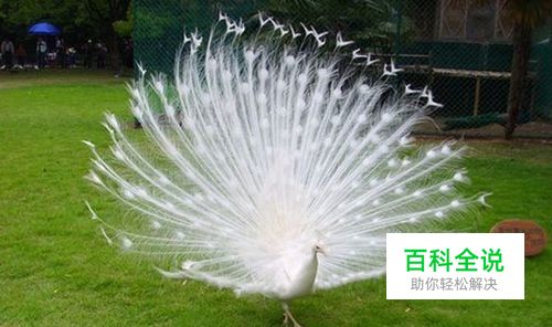 word文档从任意页开始设置页码