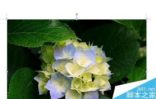 Word如何裁剪照片?word裁剪图片的几种方法介绍