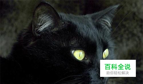小猫拉稀断水不断食吗，小猫拉肚子断食断水吗