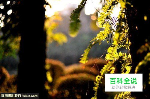 新手必学光圈与景深的关系